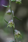 Kleinblättrige Stendelwurz (Epipactis microphylla)